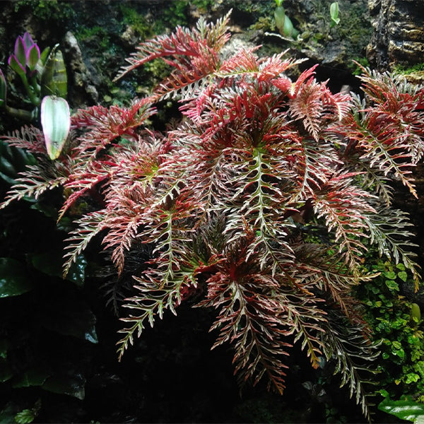Begonia Bipinnatifida