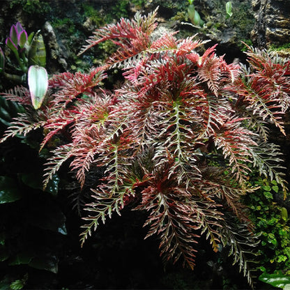 Begonia Bipinnatifida