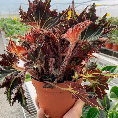 Begonia 'Break Dance'