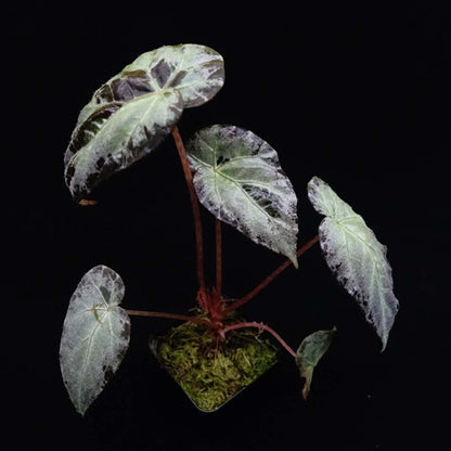 Begonia Burkillii