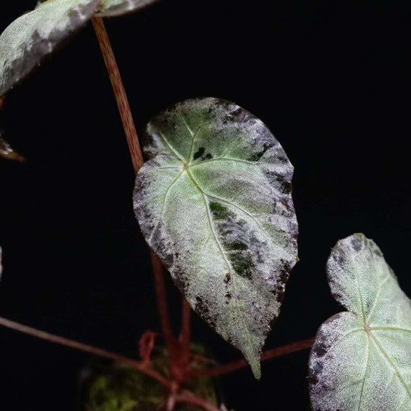 Begonia Burkillii
