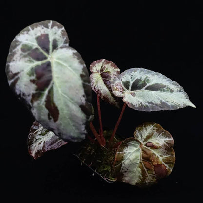 Begonia Burkillii