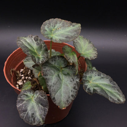 Begonia Burkillii