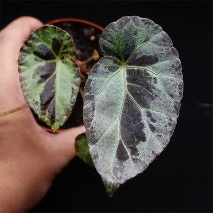 Begonia Burkillii