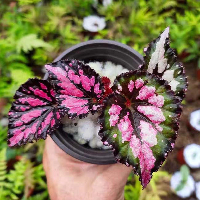 Begonia ‘Butterfly pattern’  (Begonia sp.)