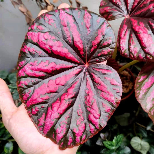 Begonia ‘ Candy Stripes ’