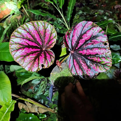 Begonia ‘ Candy Stripes ’