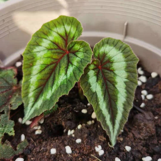 Begonia Cathayana