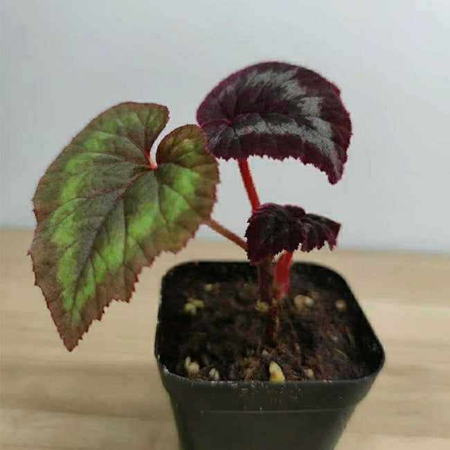Begonia Cathayana