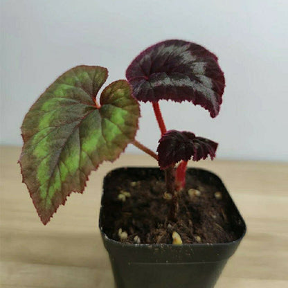 Begonia Cathayana