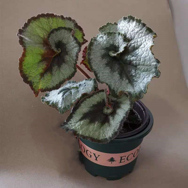 Begonia ' Escargot '