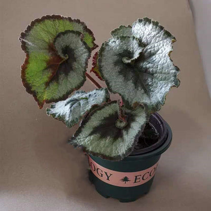Begonia ' Escargot '