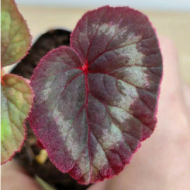 Begonia Cathayana