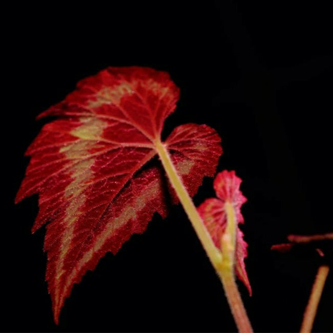 Begonia Cathayana