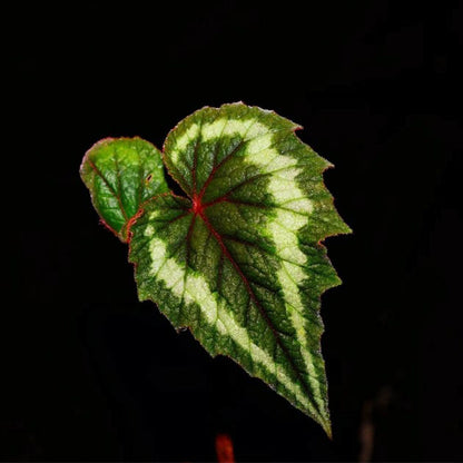 Begonia Cathayana