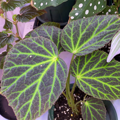 Begonia Chloroneura