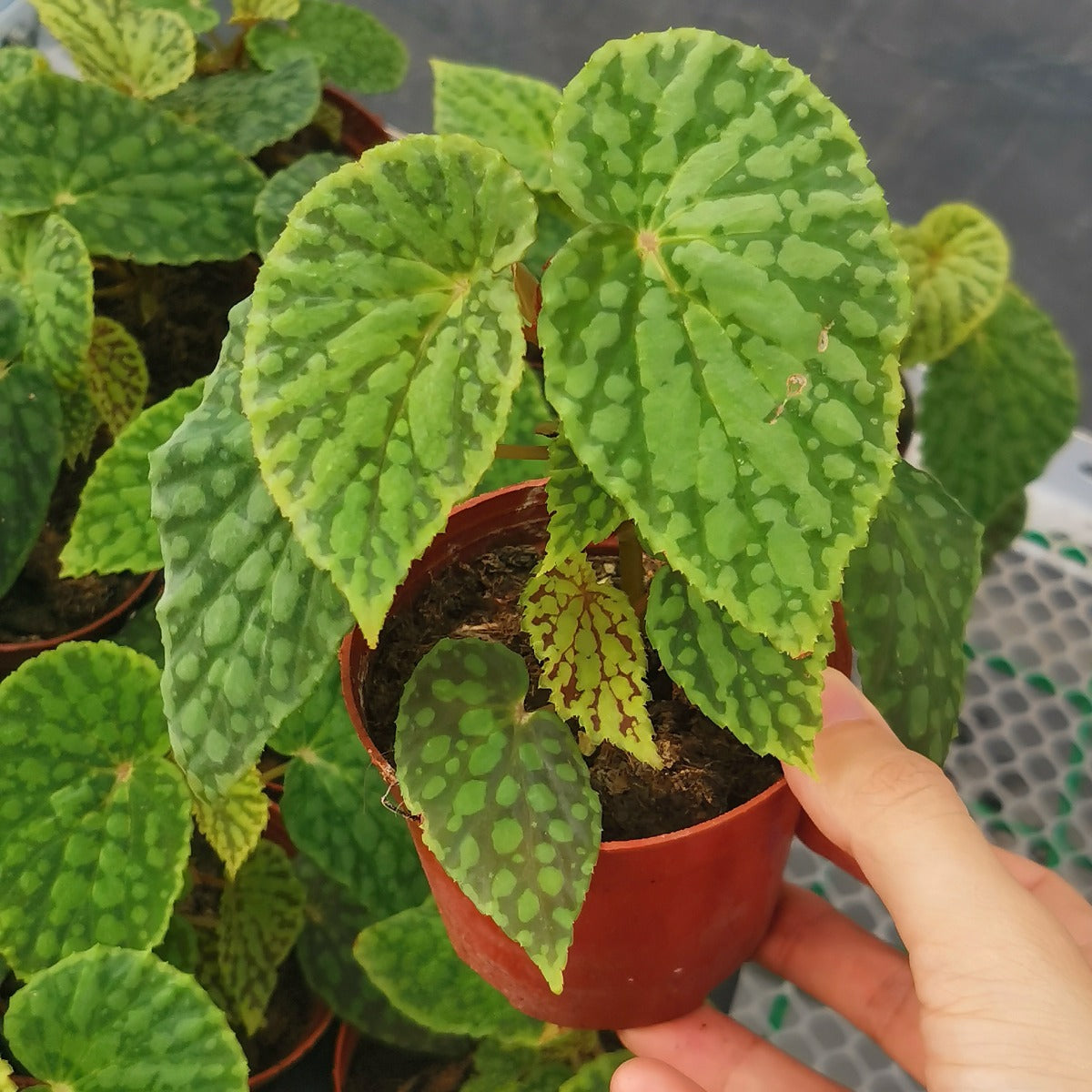 Begonia Chlorosticta - Red Form