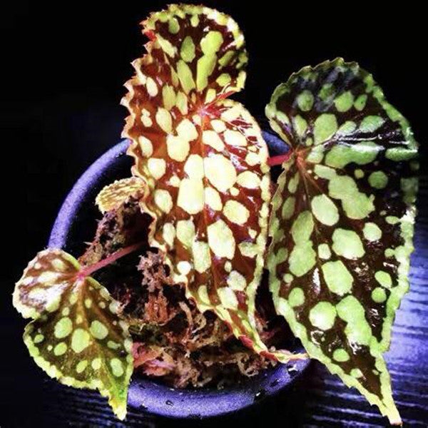 Begonia Chlorosticta - Red Form