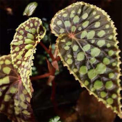 Begonia Chlorosticta - Red Form