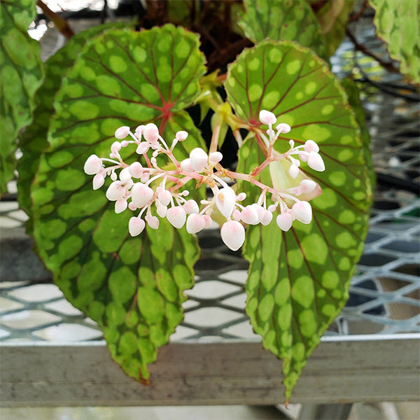 Begonia Chlorosticta - Red Form