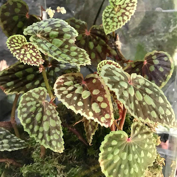 Begonia Chlorosticta - Red Form