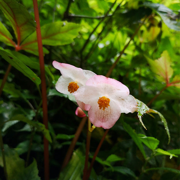 Begonia circumlobata Hance