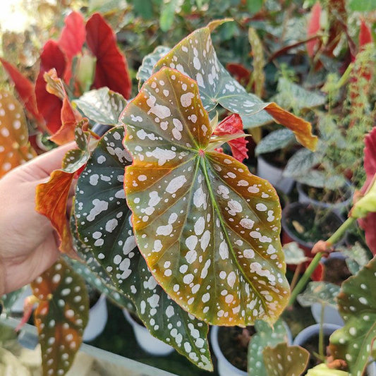 Begonia Coccinea