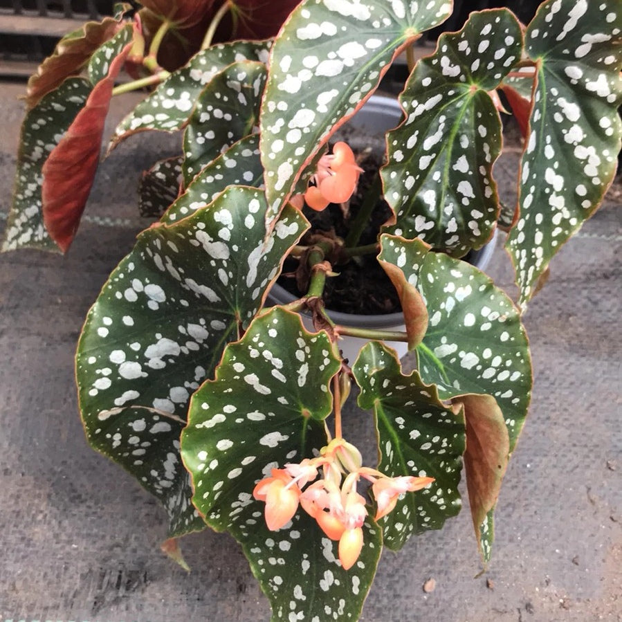 Begonia Coccinea