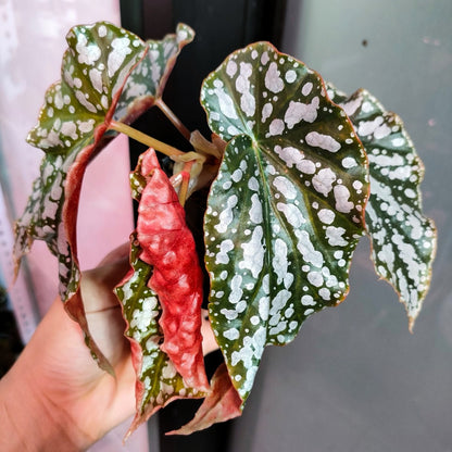 Begonia Coccinea