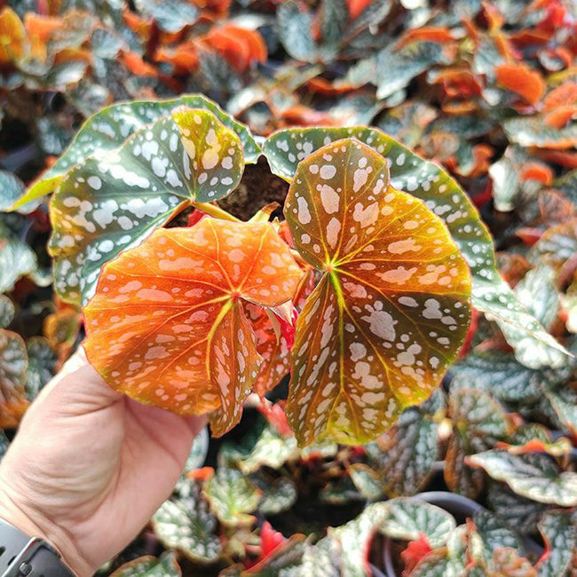 Begonia Coccinea