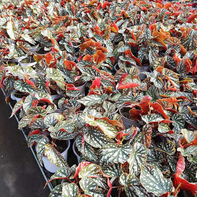 Begonia Coccinea