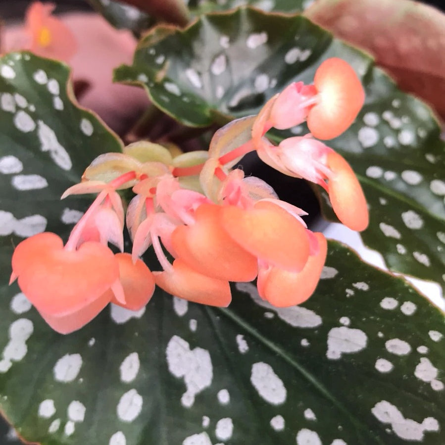 Begonia Coccinea