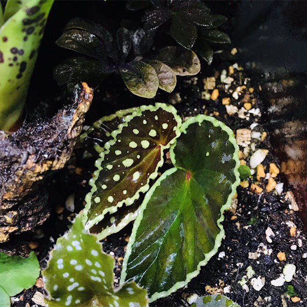 Begonia Darth Vader ( Green Spots )