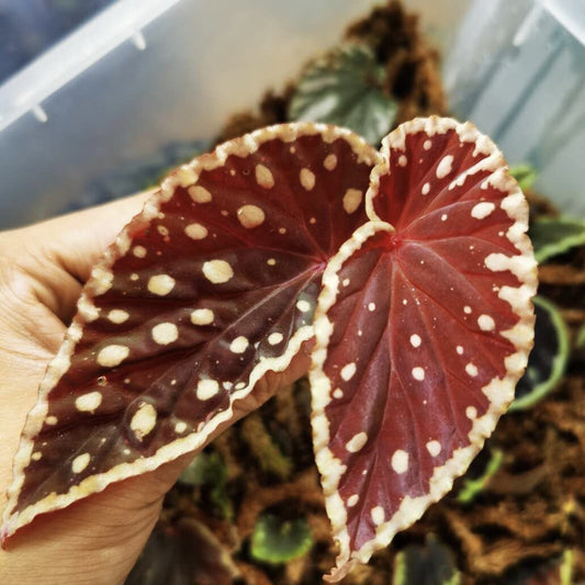 Begonia Darth Vader ( Green Spots )