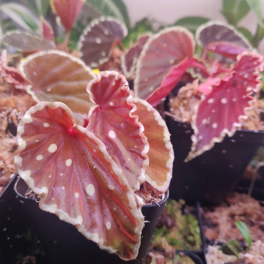 Begonia Darth Vader ( Green Spots )