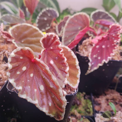 Begonia Darth Vader ( Green Spots )