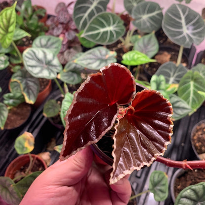 Darth Vader Begonia (Begonia darthvaderiana)