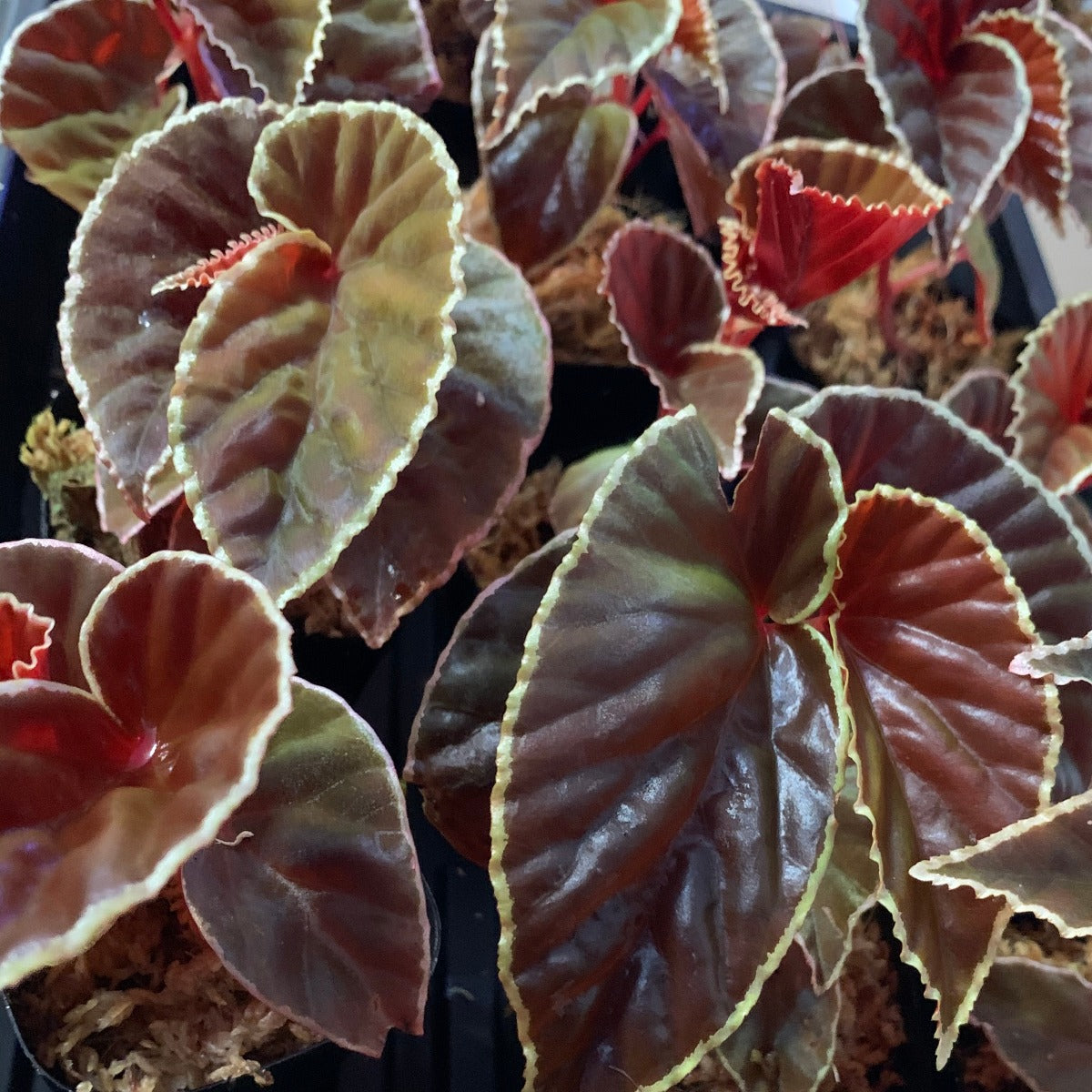 Darth Vader Begonia (Begonia darthvaderiana)