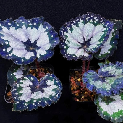 Begonia dolce vita