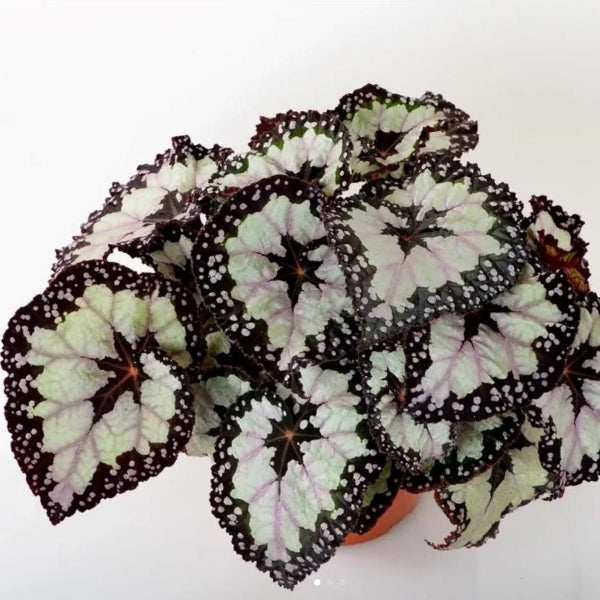 Begonia dolce vita
