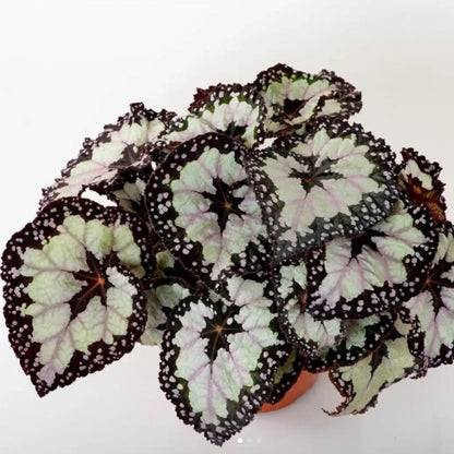 Begonia dolce vita