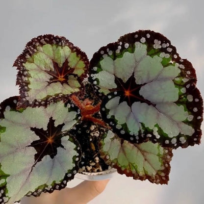 Begonia dolce vita