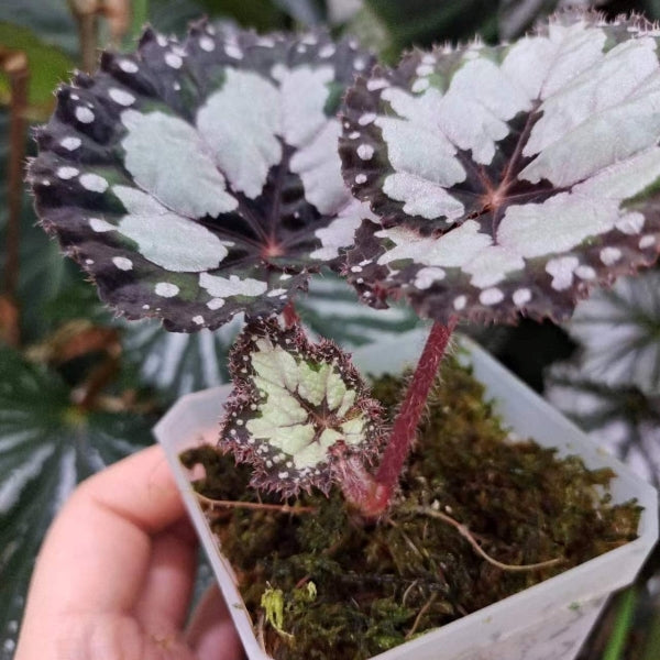Begonia dolce vita
