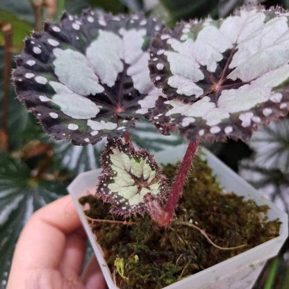 Begonia dolce vita