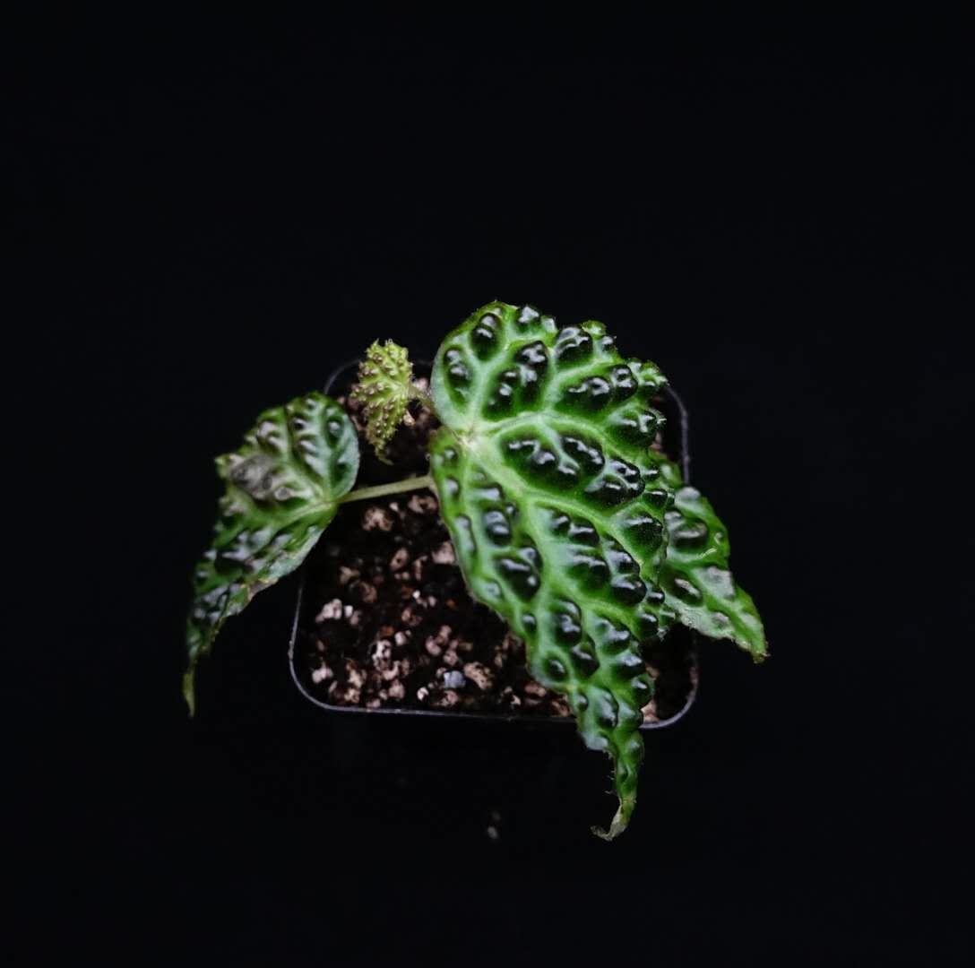 Begonia Dracopelta