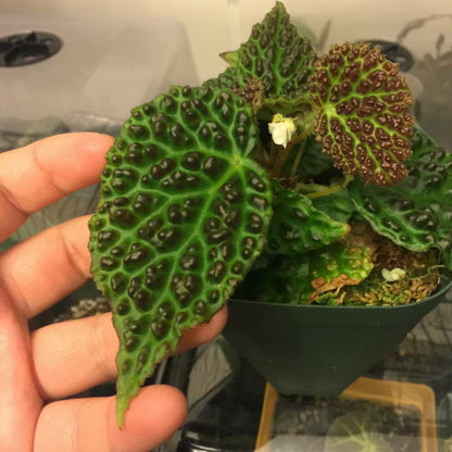 Begonia Dracopelta