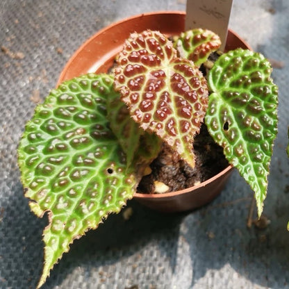 Begonia Dracopelta