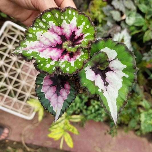 Begonia ‘ Dutch Splendor ’
