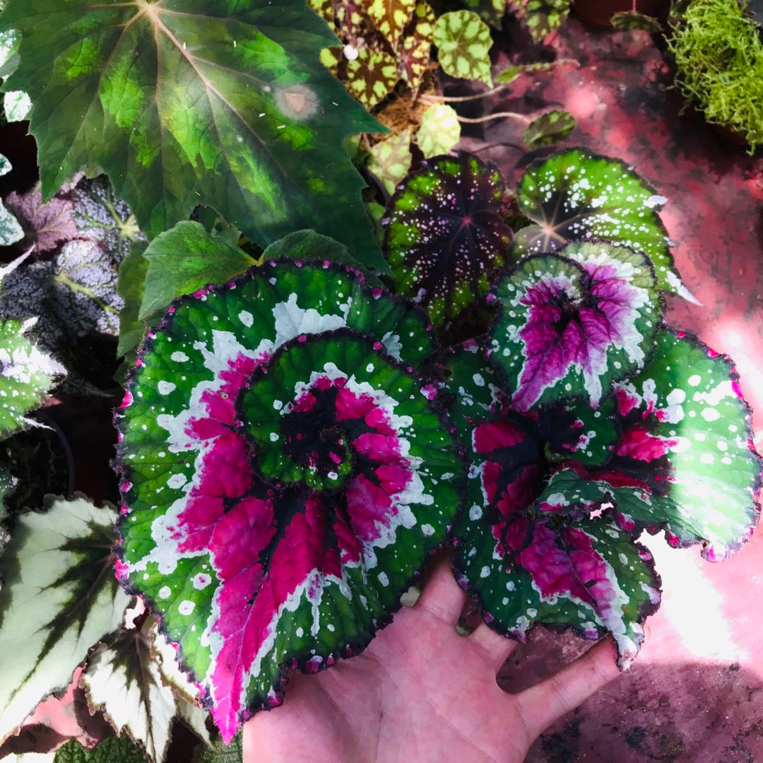 Begonia ‘ Dutch Splendor ’