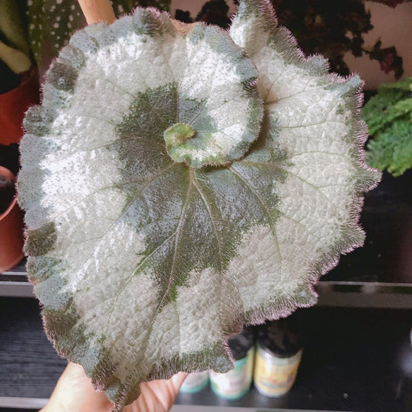 Begonia ' Escargot '